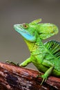 Male plumed basilisk Basiliscus plumifrons sitting on a log Royalty Free Stock Photo