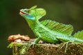 Male plumed basilisk sitting on a stump Royalty Free Stock Photo