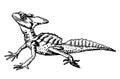 Male plumed basilisk Basiliscus plumifrons Vector sketch drawing illustration of crested basilisk or green basilisk or