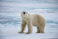 Male polar bear sniffs the air, in Spitsgergen, Norway.