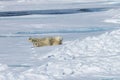 Male Polar Bear stretching, Svalbard Archipelago, Norway Royalty Free Stock Photo