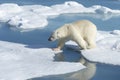 Male polar bear, Svalbard Archipelago, Norway Royalty Free Stock Photo