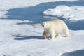 Male polar bear, Svalbard Archipelago, Norway Royalty Free Stock Photo