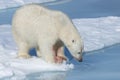 Male Polar Bear, Svalbard Archipelago, Norway Royalty Free Stock Photo