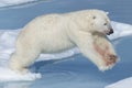 Male Polar Bear jumping, Svalbard Archipelago, Norway Royalty Free Stock Photo