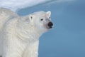 Male Polar Bear, Svalbard Archipelago, Norway Royalty Free Stock Photo