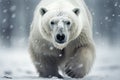 Male polar bear (Ursus maritimus) in the snow