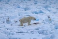 Polar Bear Ursus maritimus Spitsbergen North Ocean