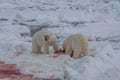 Polar Bear Ursus maritimus Spitsbergen North Ocean