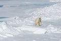 Male Polar Bear walking, Svalbard Archipelago, Norway Royalty Free Stock Photo