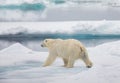 Male polar bear walking Royalty Free Stock Photo