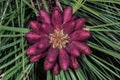 Ponderosa Pine Cones Royalty Free Stock Photo