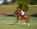 Male Polo Player Royalty Free Stock Photo