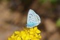 Male Polyommatus icarus on yellow flower , the common blue butterfly