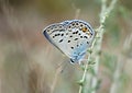 Male Plebejus loewii , the large jewel blue butterfly on flower