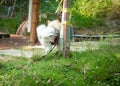 Male poodle dog pee on tree trunk to mark territory