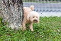 Male poodle dog urinate pee onto tree trunk to mark territory Royalty Free Stock Photo