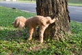 Male poodle urinating pee on tree trunk to mark territory Royalty Free Stock Photo