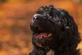 Male Portuguese Water Dog portrait with orange background Royalty Free Stock Photo