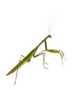 Male Praying Mantis Royalty Free Stock Photo