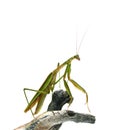 Male Praying Mantis Royalty Free Stock Photo