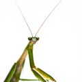 Male Praying Mantis Royalty Free Stock Photo