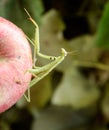 The praying mantis on the apple. Mantis looking for prey. Mantis insect predator Royalty Free Stock Photo