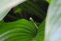 A male praying mantis hid in green leaves Royalty Free Stock Photo