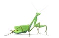 Male praying mantis - Macromantis ovalifolia Royalty Free Stock Photo