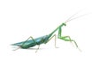 Male praying mantis - Macromantis ovalifolia