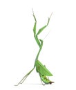 Male praying mantis - Macromantis ovalifolia