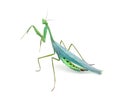 Male praying mantis - Macromantis ovalifolia