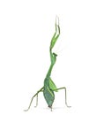 Male praying mantis - Macromantis ovalifolia