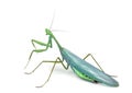 Male praying mantis - Macromantis ovalifolia