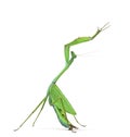 Male praying mantis - Macromantis ovalifolia