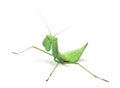 Male praying mantis - Macromantis sp, isolated