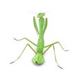 Male praying mantis - Macromantis sp, isolated