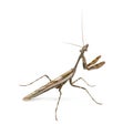 Male Praying mantis - Parasphendale affinis Royalty Free Stock Photo