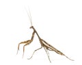 Male Praying mantis - Parasphendale affinis Royalty Free Stock Photo