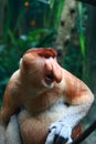 A Male Proboscis Monkey (Bekantan) Royalty Free Stock Photo