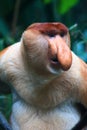 A Male Proboscis Monkey (Bekantan) Royalty Free Stock Photo
