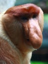 A Male Proboscis Monkey (Bekantan) Royalty Free Stock Photo