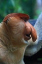 A Male Proboscis Monkey (Bekantan) Royalty Free Stock Photo