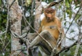 Male proboscis monkey On Borneo, Indonesia.