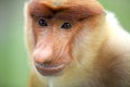 Male proboscis monkey Royalty Free Stock Photo