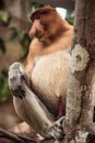 A Male Proboscis Monkey in Borneo