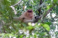 male proboscis monkey leads in the group