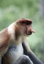 Male proboscis monkey in mangrove forest