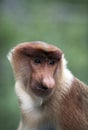 Male proboscis monkey in mangrove forest