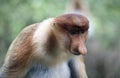 Male proboscis monkey in mangrove forest